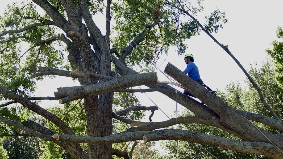 Professional Hazardous Tree Removal performed by certified arborists in Turtle Creek