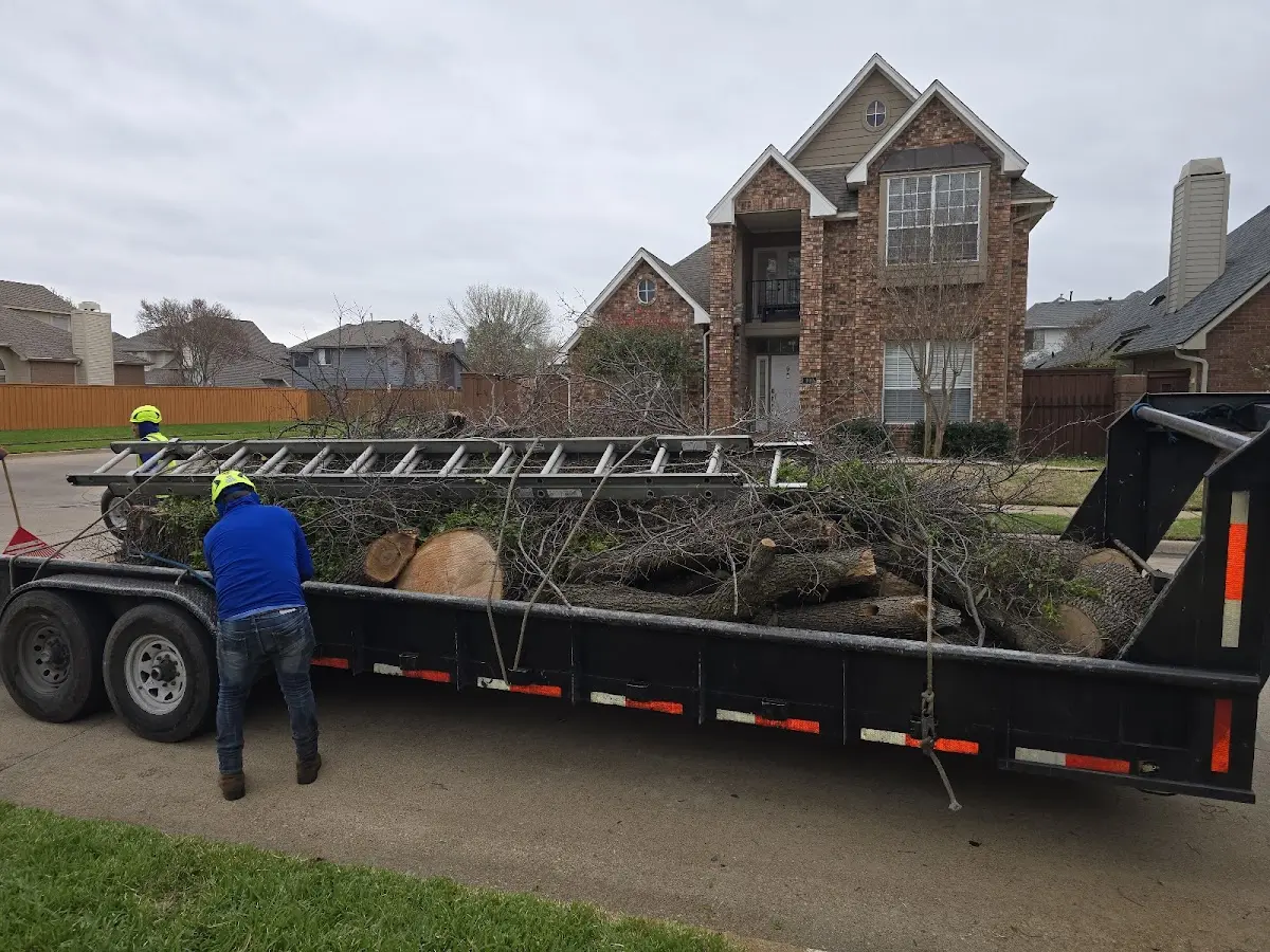 Expert Tree Pest Control with proper safety equipment in Turtle Creek